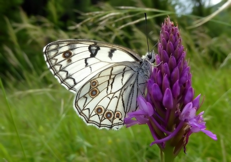 Melanargia arge : una specie in espansione verso nord??